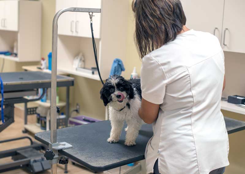 Arlington Pet Hospital | Arlington Veterinarians