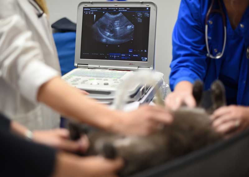 Carousel Slide 4: Veterinary ultrasounds
