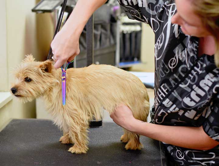 Pet Grooming Groomers in Arlington